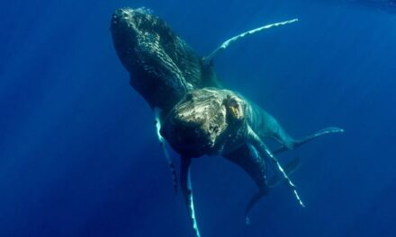 Humpback whales photographed having sex for first time – and both were male