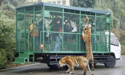 Chinese Zoo Puts Visitors in Metal Cages, Lets Animals Roam Free