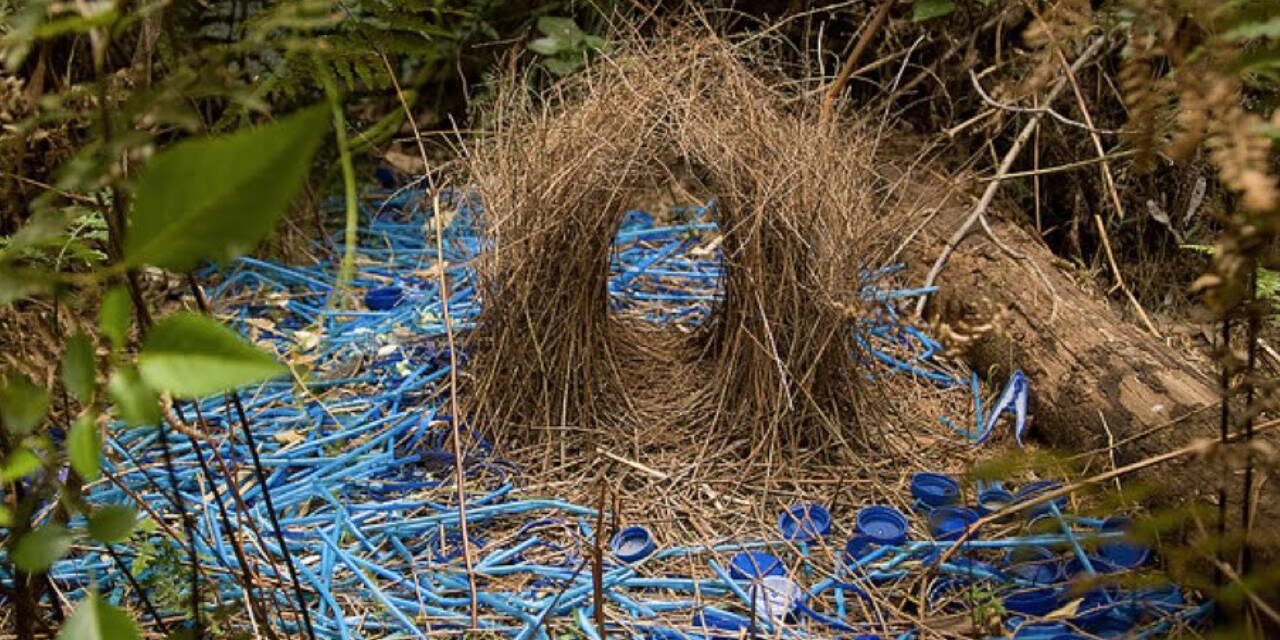 Romantic Bowerbird Builds Intricate Structures to Seduce Females