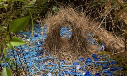 Romantic Bowerbird Builds Intricate Structures to Seduce Females