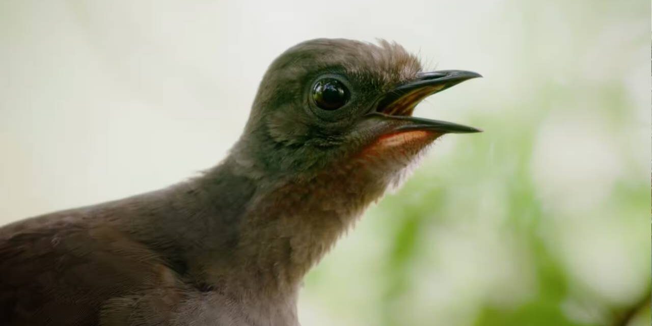 Amazing Lyrebirds Can Mimic Any Sound They Hear, from Other Birds to Chainsaws, Car Alarms or Camera Shutters