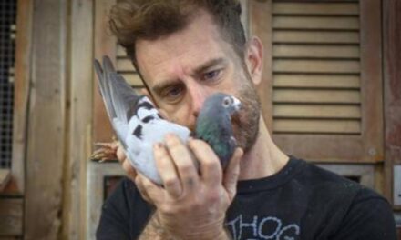 Artist Trains Pigeons to Smuggle Cigars from Cuba