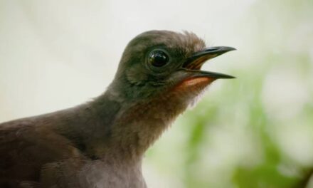 Amazing Lyrebirds Can Mimic Any Sound They Hear, from Other Birds to Chainsaws, Car Alarms or Camera Shutters