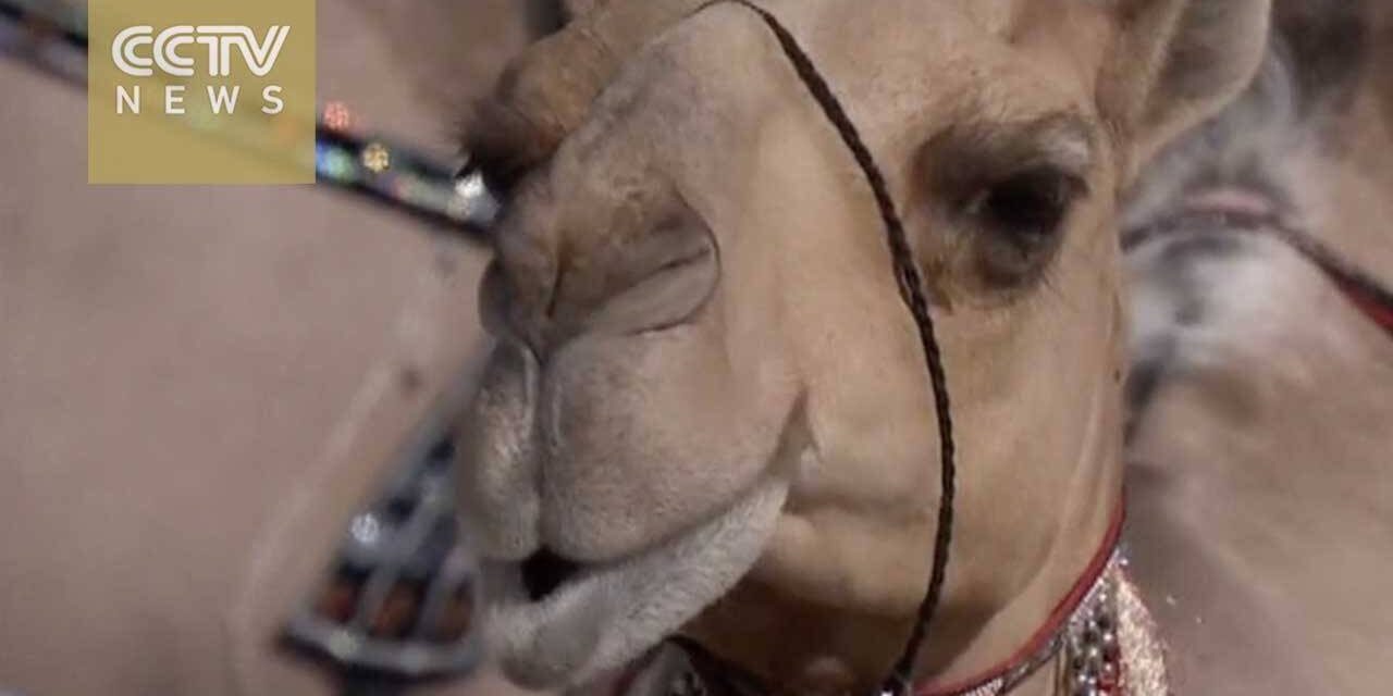 UAE Hold Annual Camel Beauty Pageant