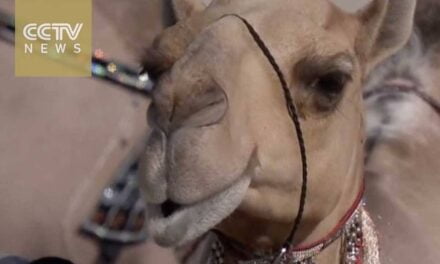 UAE Hold Annual Camel Beauty Pageant