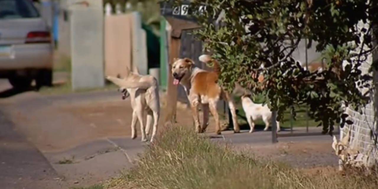 Tiny Terror – Arizona Town Terrorized by Packs of Stray Chihuahuas