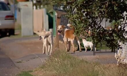 Tiny Terror – Arizona Town Terrorized by Packs of Stray Chihuahuas