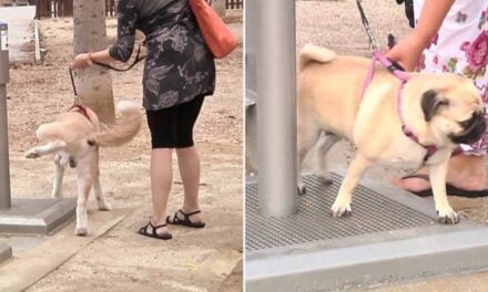 Spanish Town Installs World’s First Public Toilet for Dogs