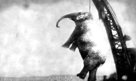 The Town That Hanged an Elephant – The Chilling Story of Murderous Mary