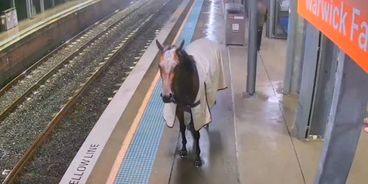 Escaped racehorse joins commuters at train station – and stands behind yellow line