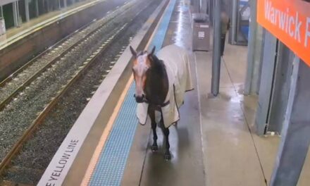 Escaped racehorse joins commuters at train station – and stands behind yellow line