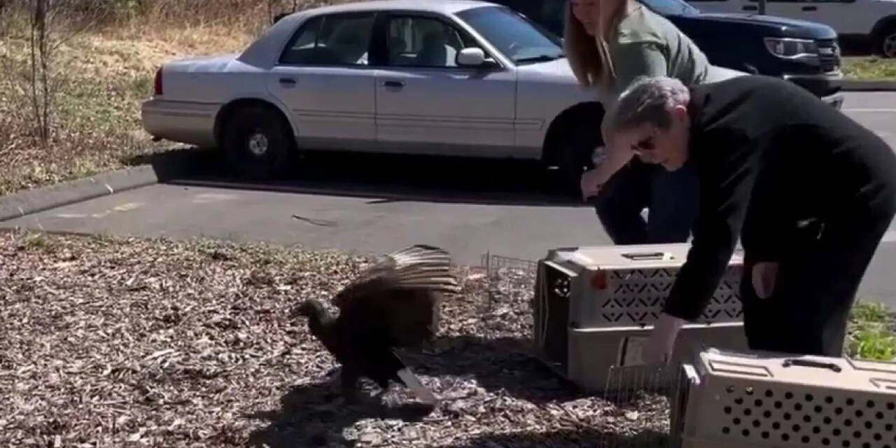 Vultures deemed ‘too drunk to fly’ after dumpster diving taken to ‘rehab’ center