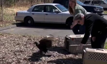 Vultures deemed ‘too drunk to fly’ after dumpster diving taken to ‘rehab’ center