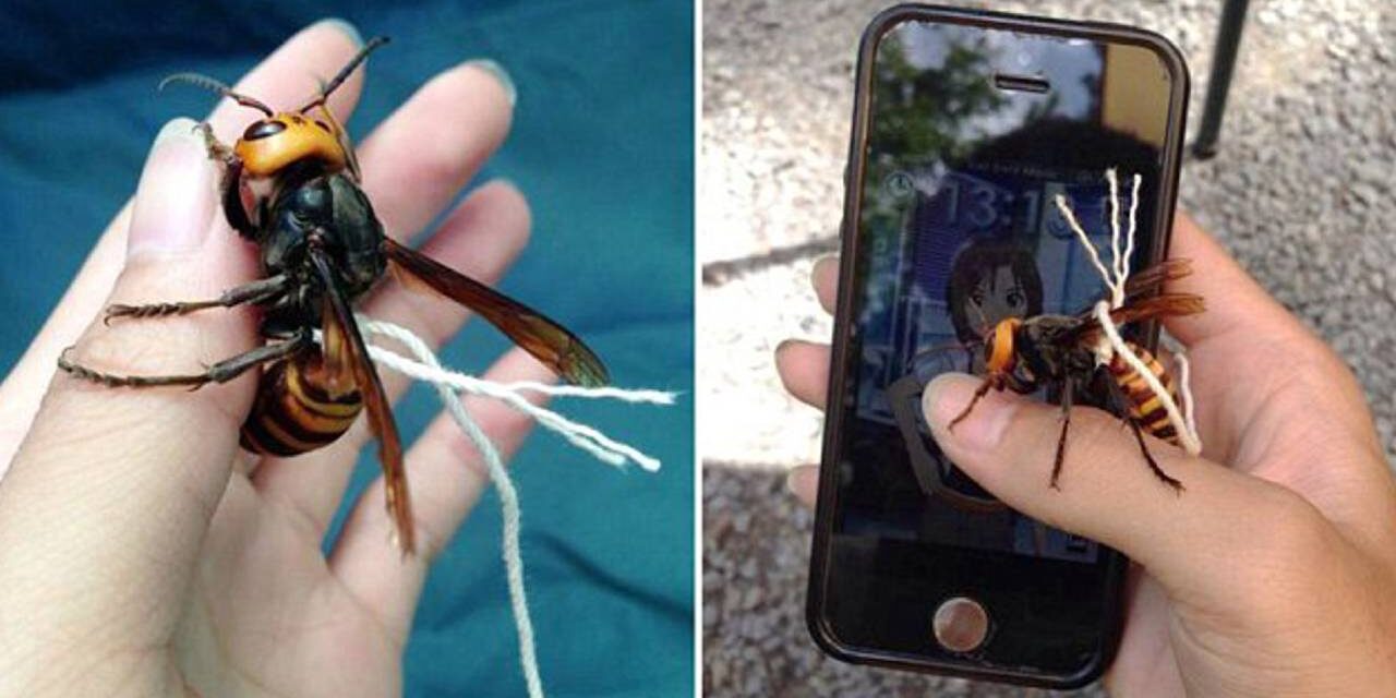 Guy Claims He Has Tamed a Japanese Giant Wasp, Keeps It on a Leash