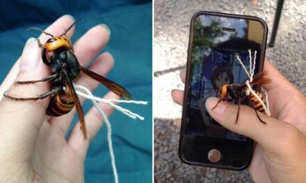 Guy Claims He Has Tamed a Japanese Giant Wasp, Keeps It on a Leash