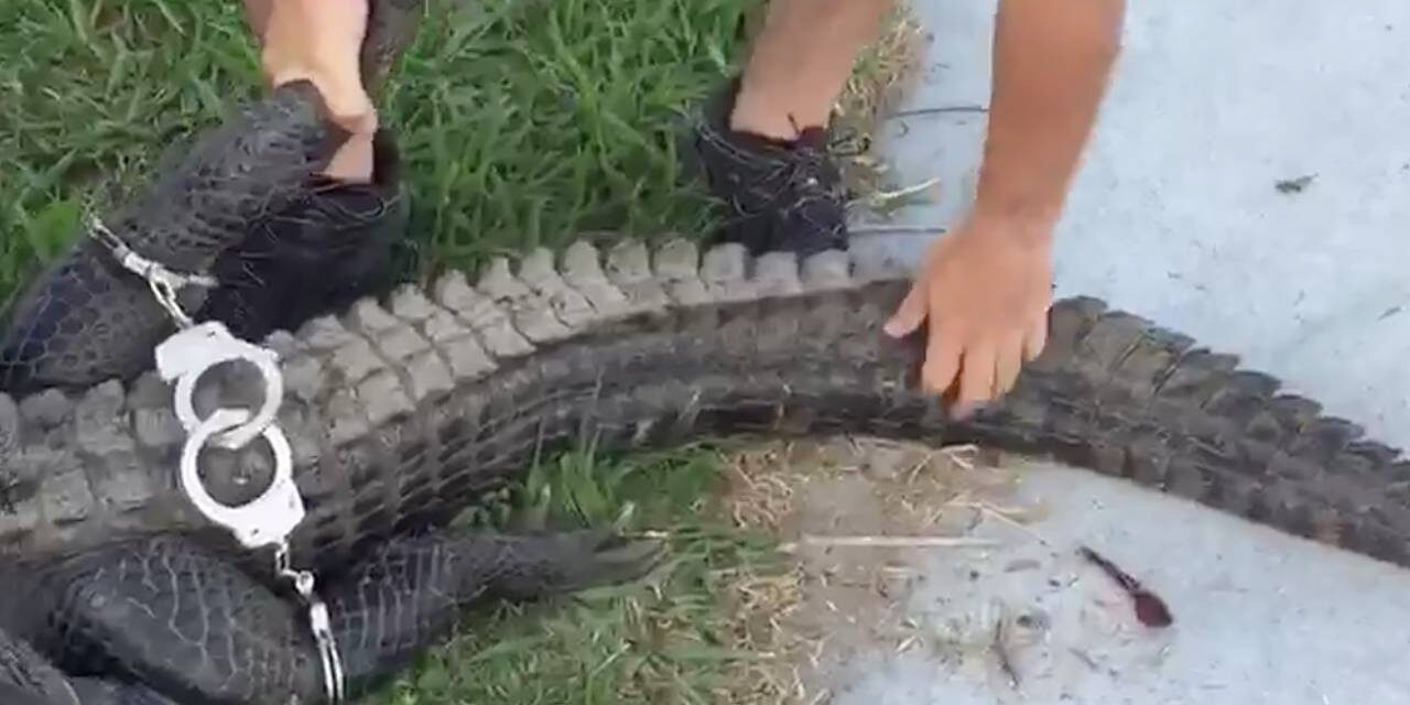 Alligator placed ‘under arrest’ at 104-year-old Florida woman’s home