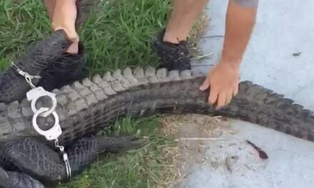 Alligator placed ‘under arrest’ at 104-year-old Florida woman’s home