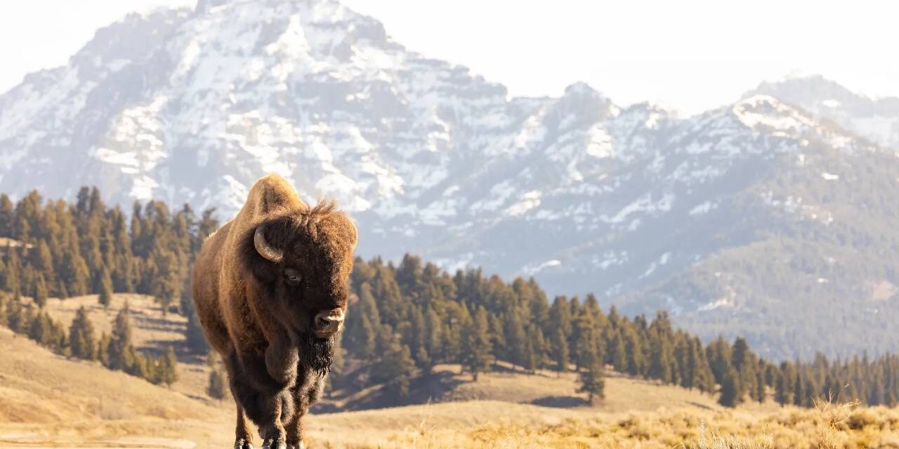 Yellowstone Tourist Injured And Arrested After Allegedly Kicking Bison