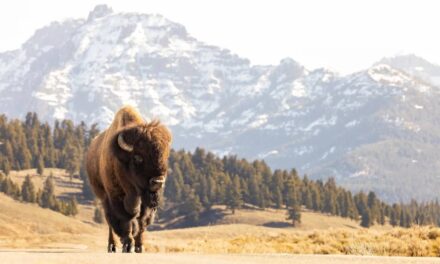 Yellowstone Tourist Injured And Arrested After Allegedly Kicking Bison