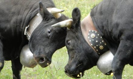 Battle of the Queens – Switzerland’s Ultimate Cow Fighting Championship