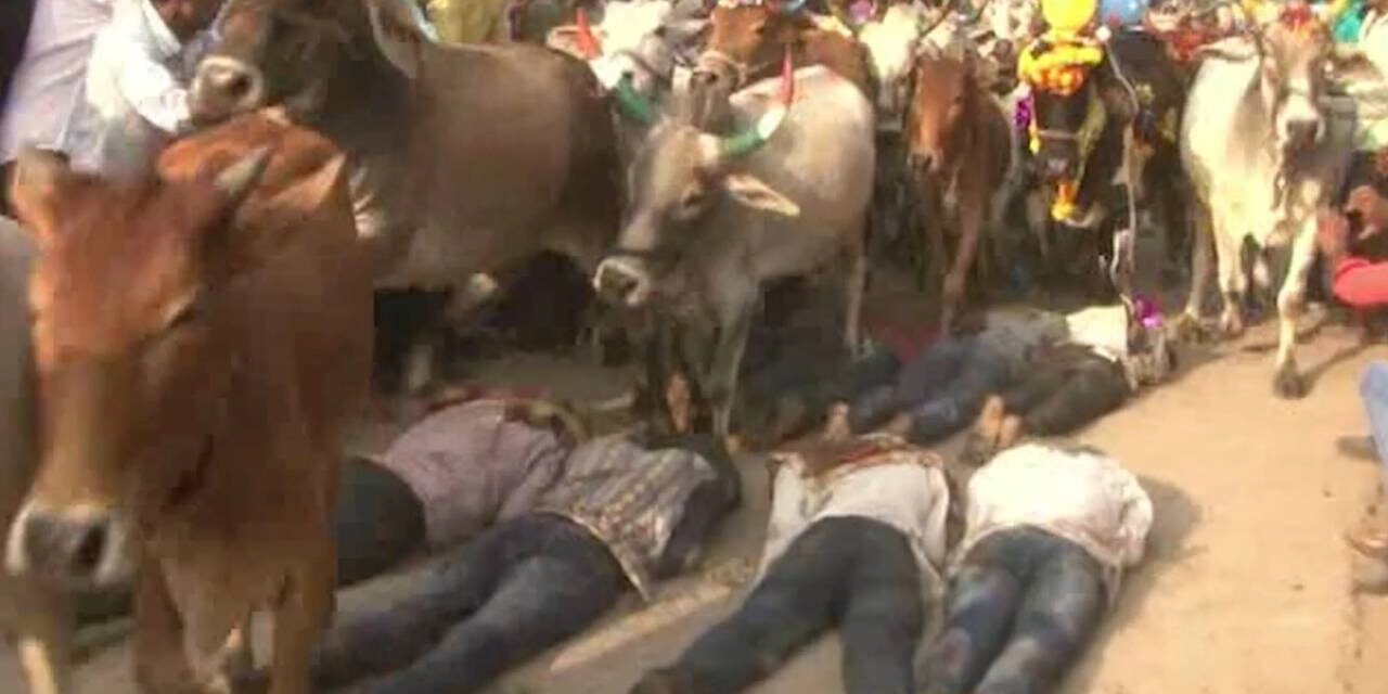 Indian Men Get Trampled by Cattle in Traditional Ritual