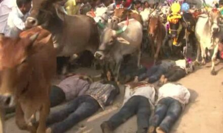 Indian Men Get Trampled by Cattle in Traditional Ritual