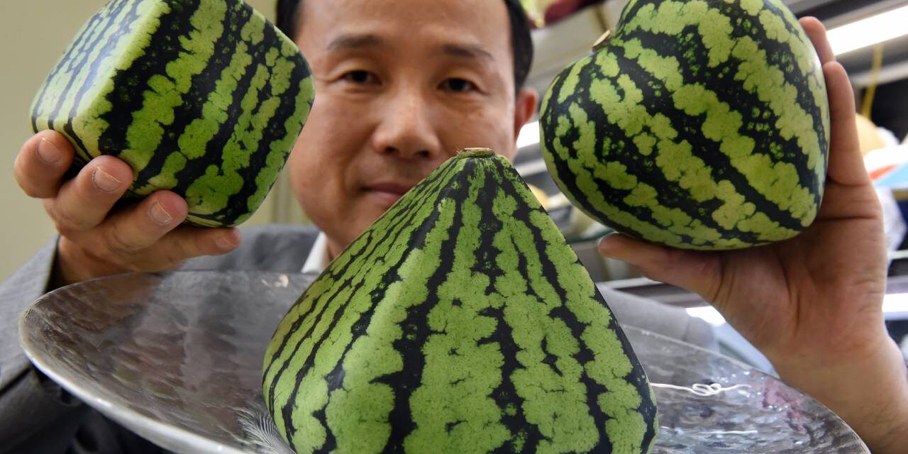 Japanese Shop Sells Perfect Fruits as Luxury Items