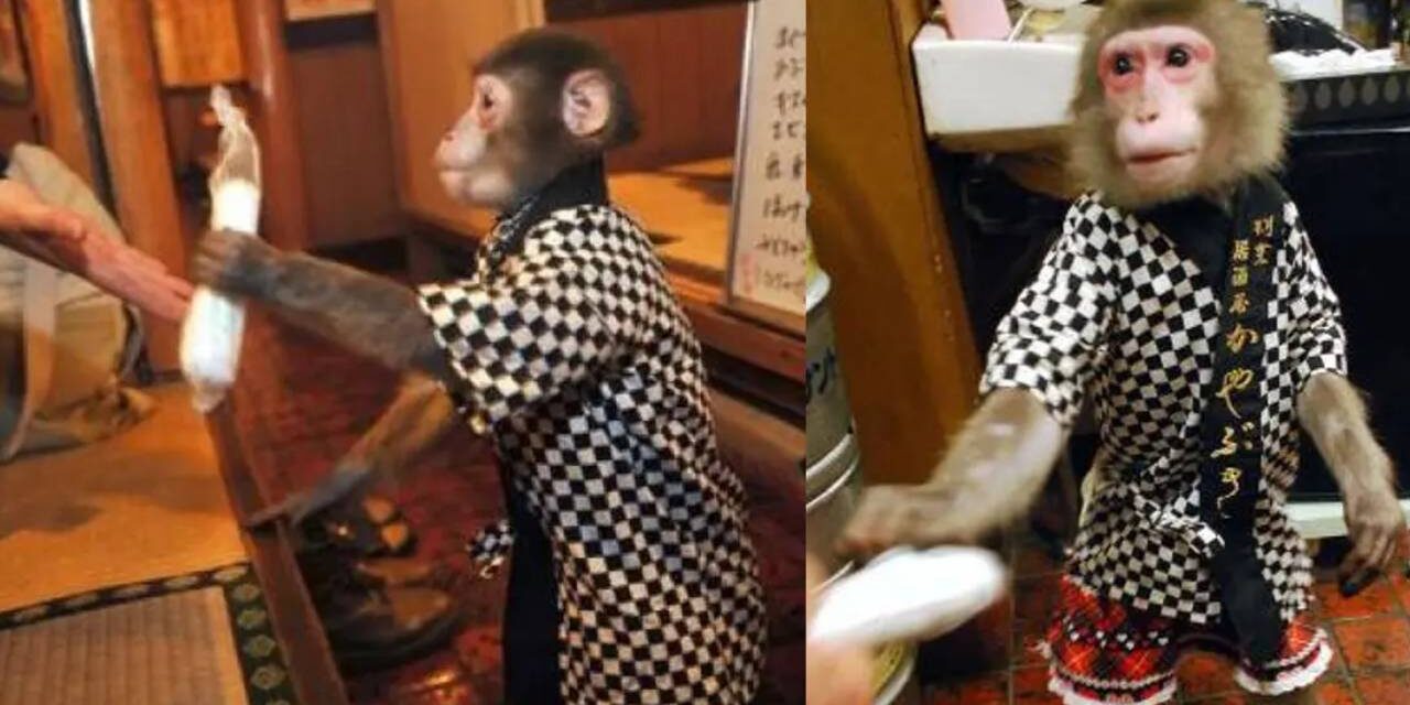 Japanese Restaurant Employs Masked Monkey Waiters