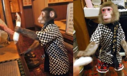 Japanese Restaurant Employs Masked Monkey Waiters