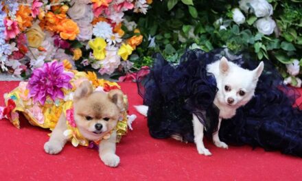 Tall Tales: dogs pose at the Pet Gala