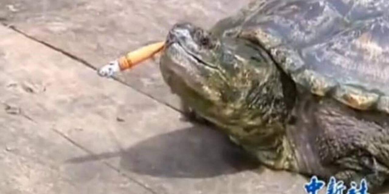 Alligator Snapper Turtle Goes through 10 Cigarettes a Day