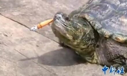 Alligator Snapper Turtle Goes through 10 Cigarettes a Day