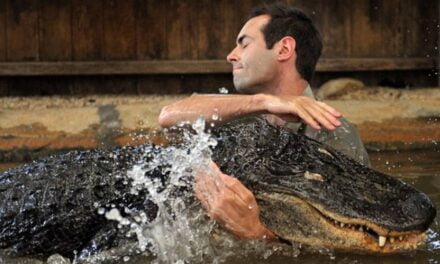 ‘He loves a rub under his chin’: Nelson the 120kg alligator is just a gentle giant, says brave keeper