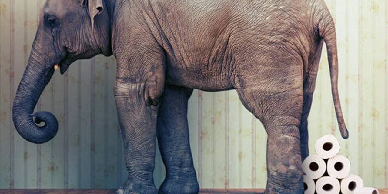 Prague Zoo Sells Elephant Dung as Souvenirs