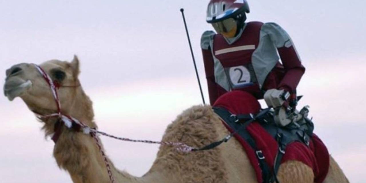 The Camel-Riding Robot Jockeys of Arabia