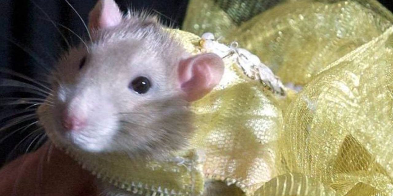 New York Hosts Rat Fashion Show