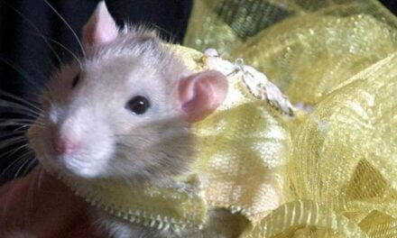 New York Hosts Rat Fashion Show