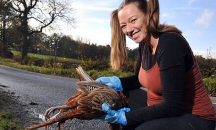 Dead hungry: Mother-to-be develops bizarre cravings for roadkill