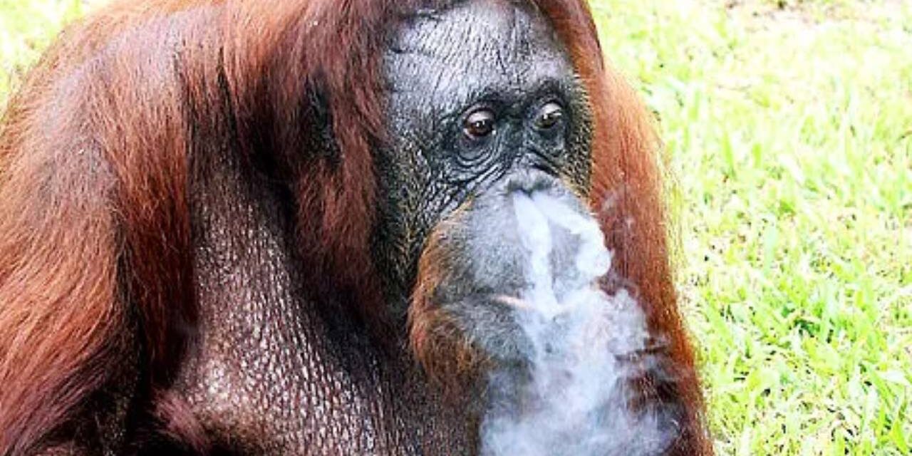 Shirley, the Chain Smoking Orangutan