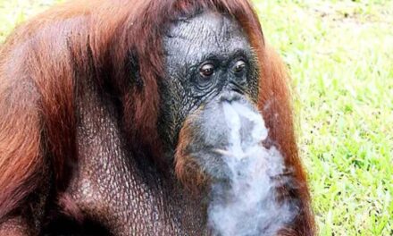 Shirley, the Chain Smoking Orangutan