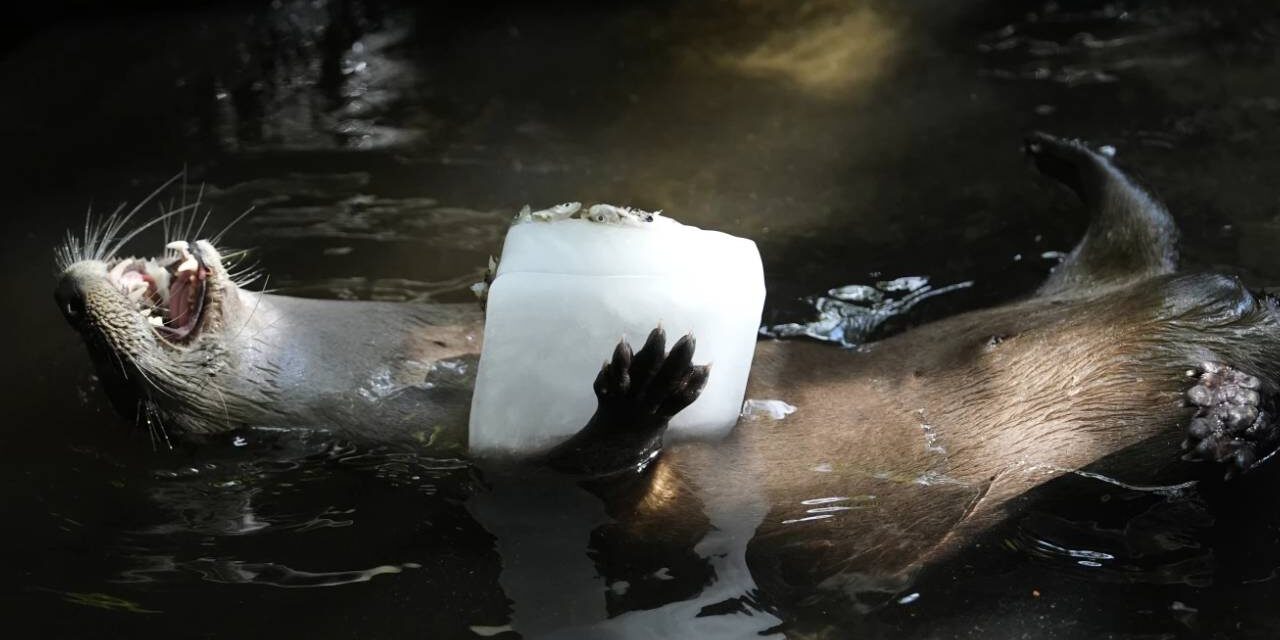 Frozen treats, cold showers and lots of ice; Florida zoo works to protect animals from summer heat