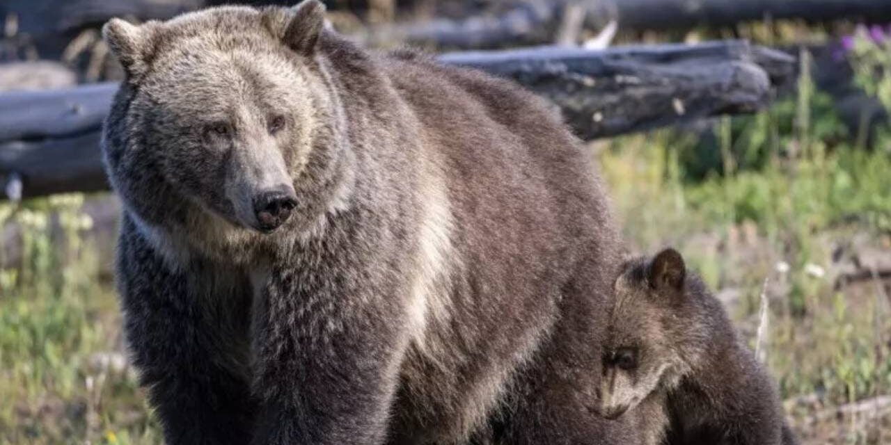 Man Punches Mama Bear In Face To Escape Grizzly Attack