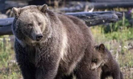 Man Punches Mama Bear In Face To Escape Grizzly Attack