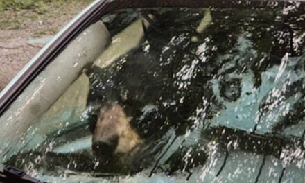 Black bear and cub destroy car in Connecticut after getting trapped inside