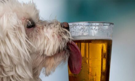 Dog Beer – Because Dogs Like to Get Wasted Too