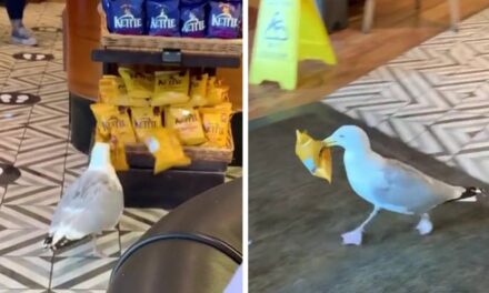 Sneaky seagull steals bags of chips from convenience store