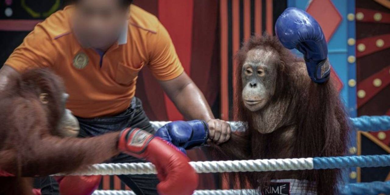 Orangutan Boxing Matches Held in Thailand