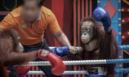 Orangutan Boxing Matches Held in Thailand