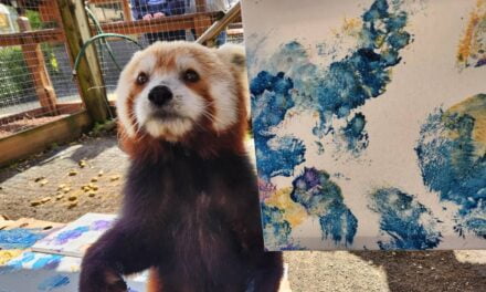 7 Incredible Artists of the Animal Kingdom