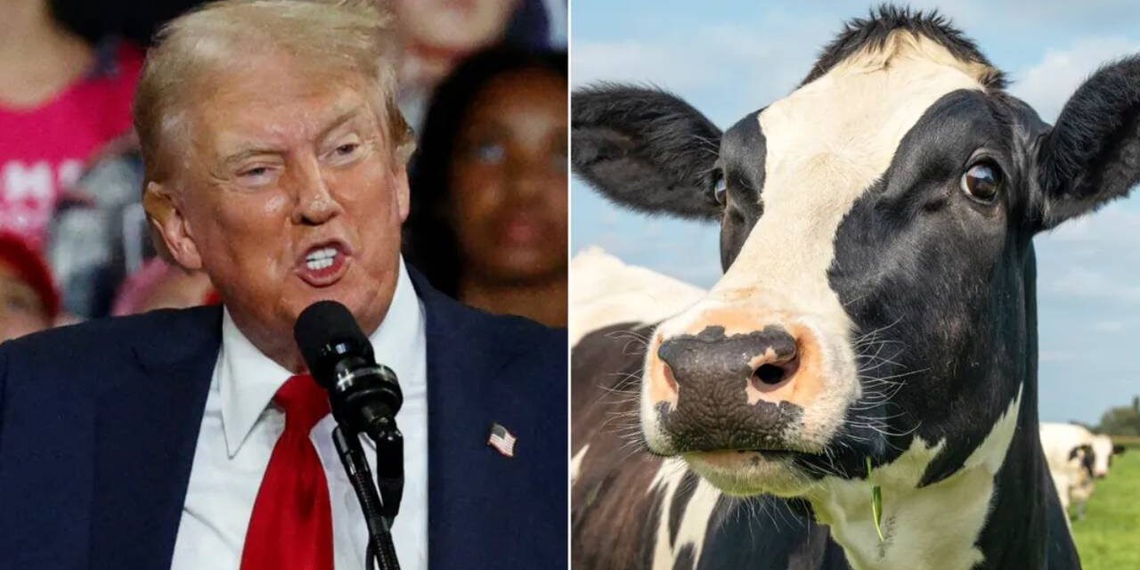 Donald Trump makes bizarre claim cows will eventually replace people if red meat is outlawed